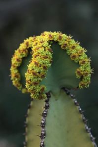 Euphorbia cooperi