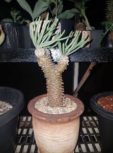 Tylecodon wallichii