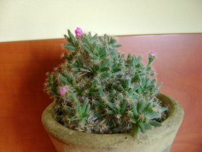 Trichodiadema densum