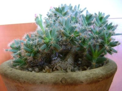 Trichodiadema densum