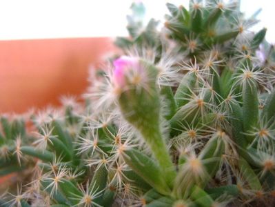 Trichodiadema densum