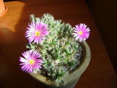 Trichodiadema densum