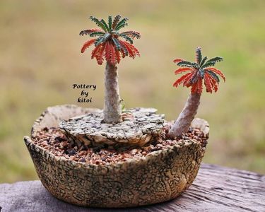 Dorstenia lavronii