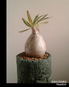 Pachypodium inopinatum