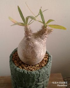 Pachypodium inopinatum