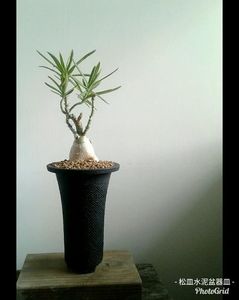 Pachypodium succulentum