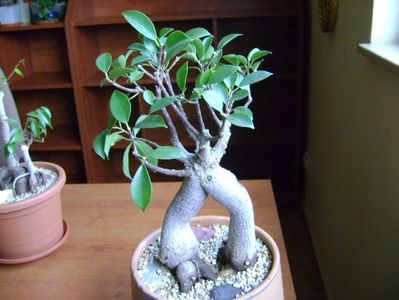 Ficus microcarpa cv. Ginseng