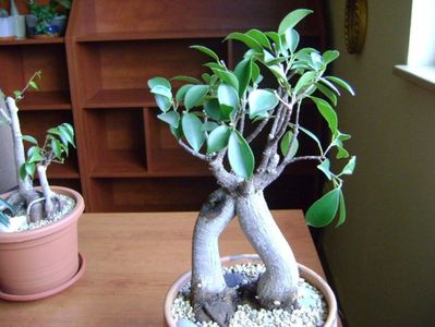 Ficus microcarpa cv. Ginseng