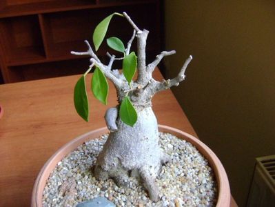 Ficus microcarpa cv. Ginseng