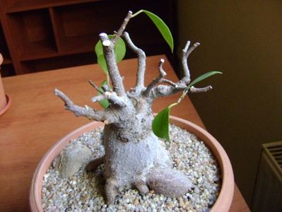 Ficus microcarpa cv. Ginseng