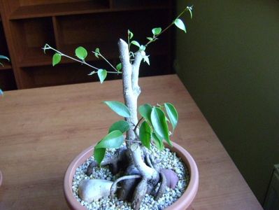 Ficus benjamina (Weeping fig)