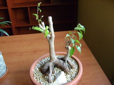 Ficus benjamina (Weeping fig)