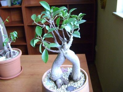 Ficus microcarpa cv. Ginseng