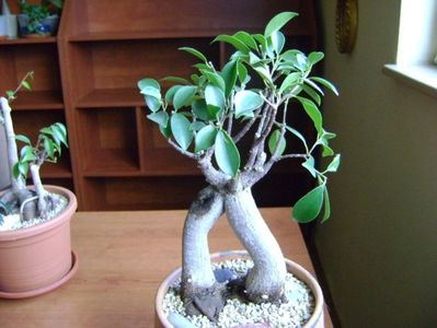 Ficus microcarpa cv. Ginseng