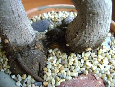 Ficus microcarpa cv. Ginseng