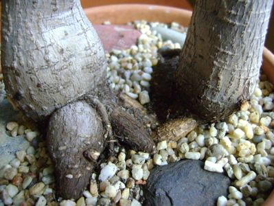 Ficus microcarpa cv. Ginseng