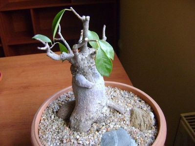 Ficus microcarpa cv. Ginseng