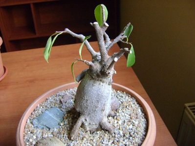 Ficus microcarpa cv. Ginseng