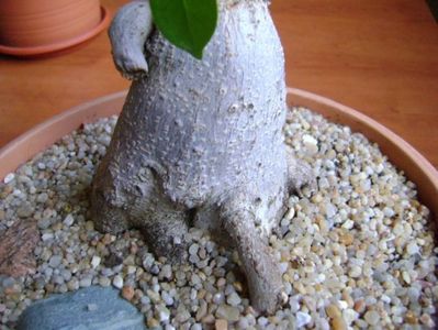 Ficus microcarpa cv. Ginseng