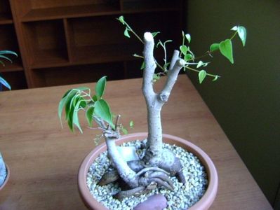 Ficus benjamina (Weeping fig)