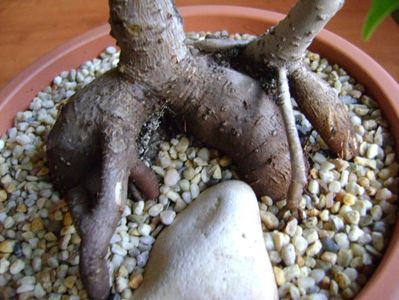 Ficus benjamina (Weeping fig)