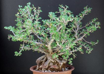 Euphorbia misera - achizitionata