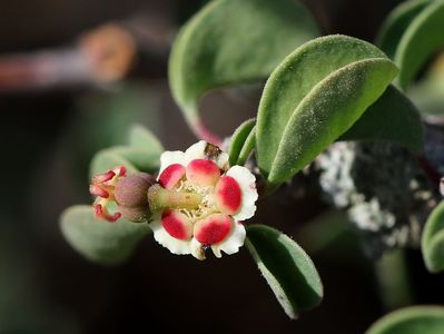 Euphorbia misera - achizitionata