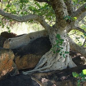 Ficus glumosa