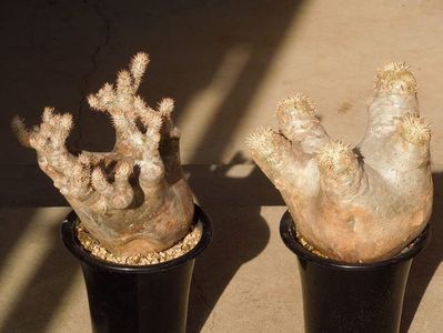 Pachypodium inopinatum & Pachypodium eburneum