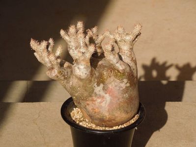 Pachypodium inopinatum