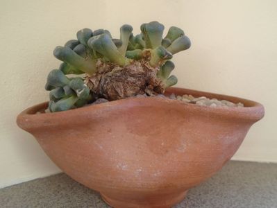 Winter grower: Aloinopsis schooneesii