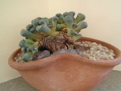 Winter grower: Aloinopsis schooneesii