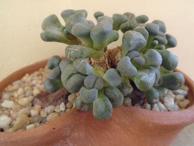 Winter grower: Aloinopsis schooneesii