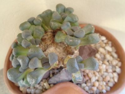 Winter grower: Aloinopsis schooneesii