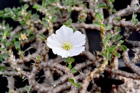 Sarcocaulon vanderietiae