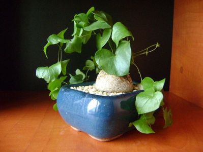 Winter grower: Dioscorea elephantipes