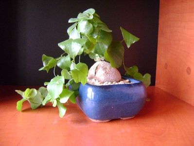 Winter grower: Dioscorea elephantipes