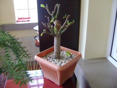 Euphorbia umbellata (Synadenium grantii); ianuarie 2019
