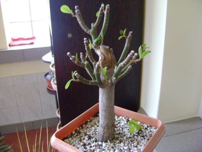 Euphorbia umbellata (Synadenium grantii); ianuarie 2019
