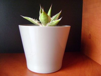 Agave lophantha quadricolor