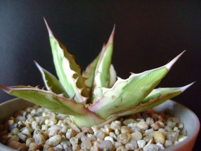 Agave lophantha quadricolor