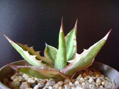 Agave lophantha quadricolor