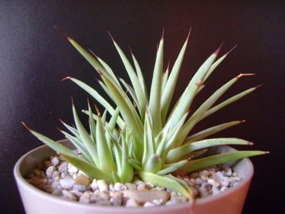 Agave striata nana