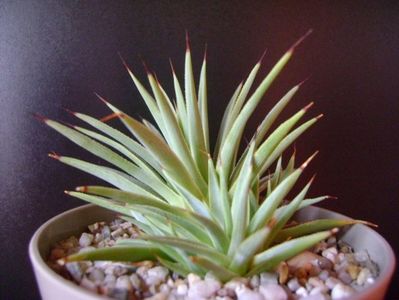 Agave striata nana