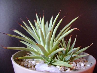 Agave striata nana