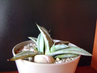 Agave macroacantha (Blue agave)