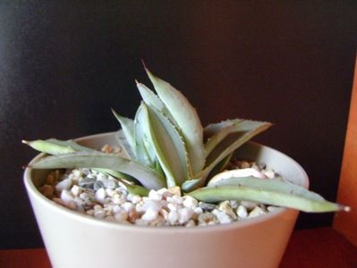 Agave macroacantha (Blue agave)