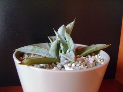 Agave macroacantha (Blue agave)