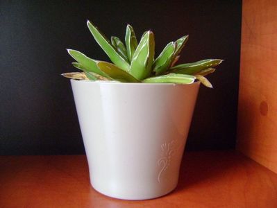 Agave victoriae-reginae