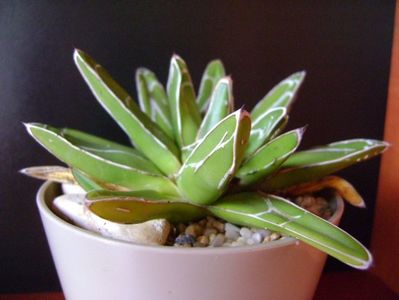 Agave victoriae-reginae